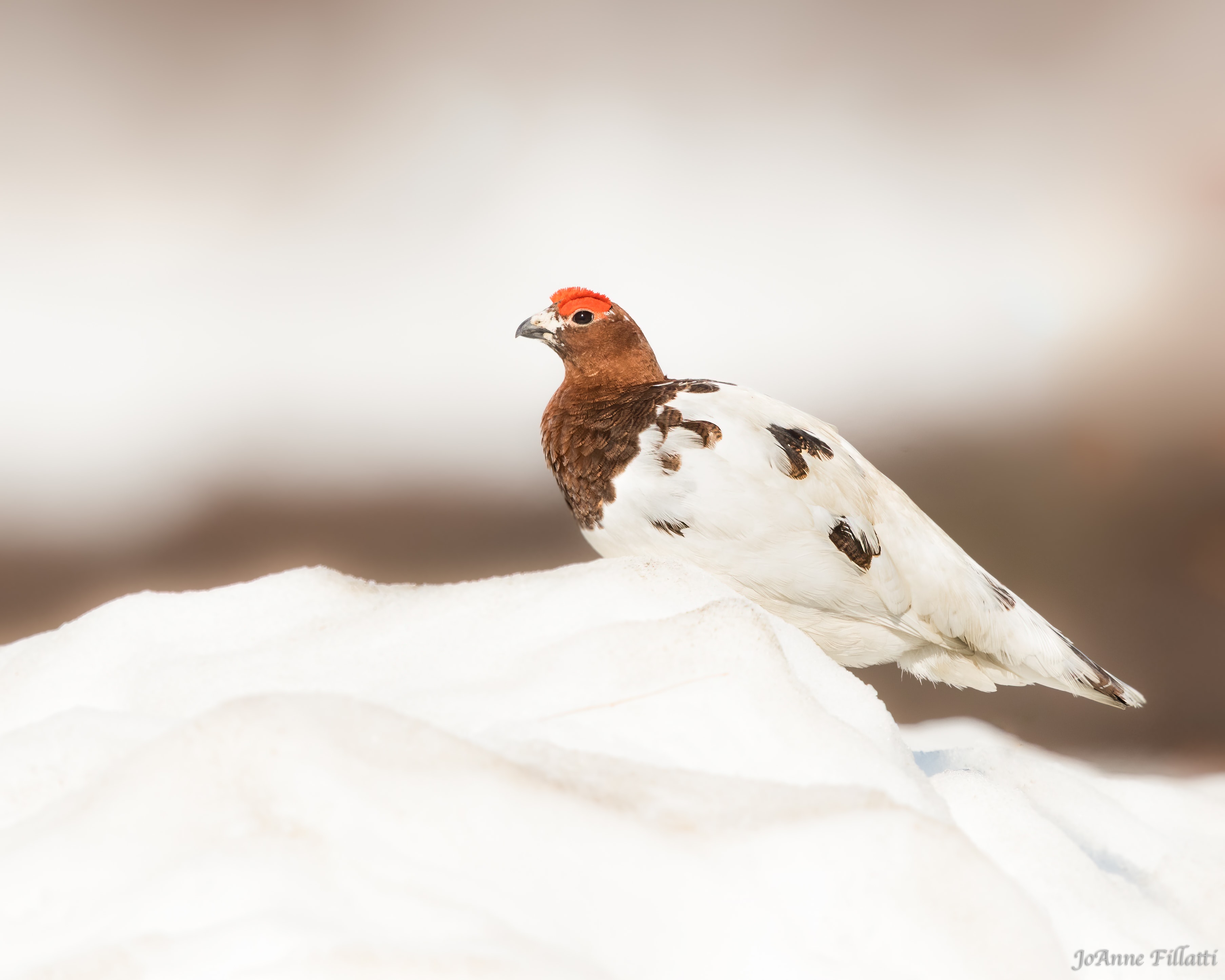 bird of alaska image 17